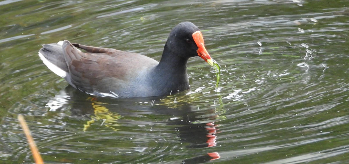 Common Gallinule - ML613642910