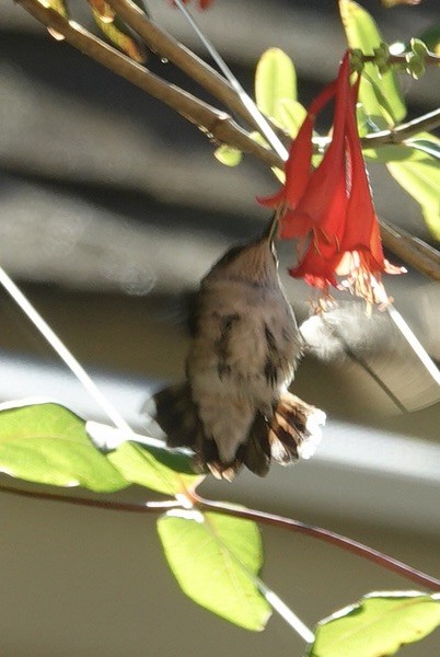 Calliope Hummingbird - ML613642953