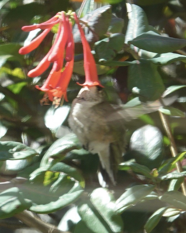 Calliope Hummingbird - ML613642959