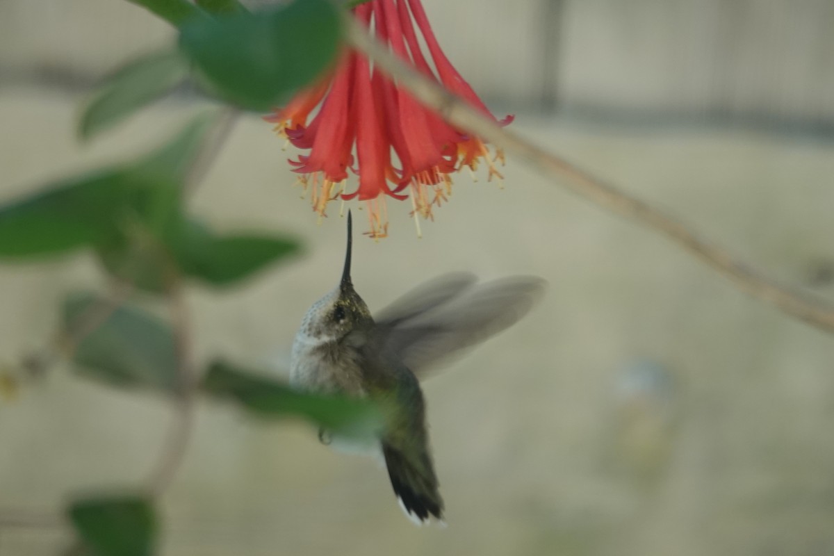 Calliope Hummingbird - ML613642965