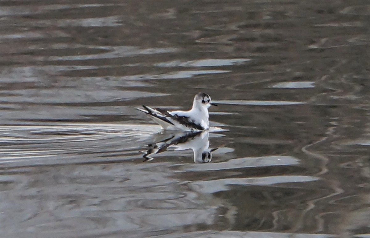 Little Gull - ML613642988