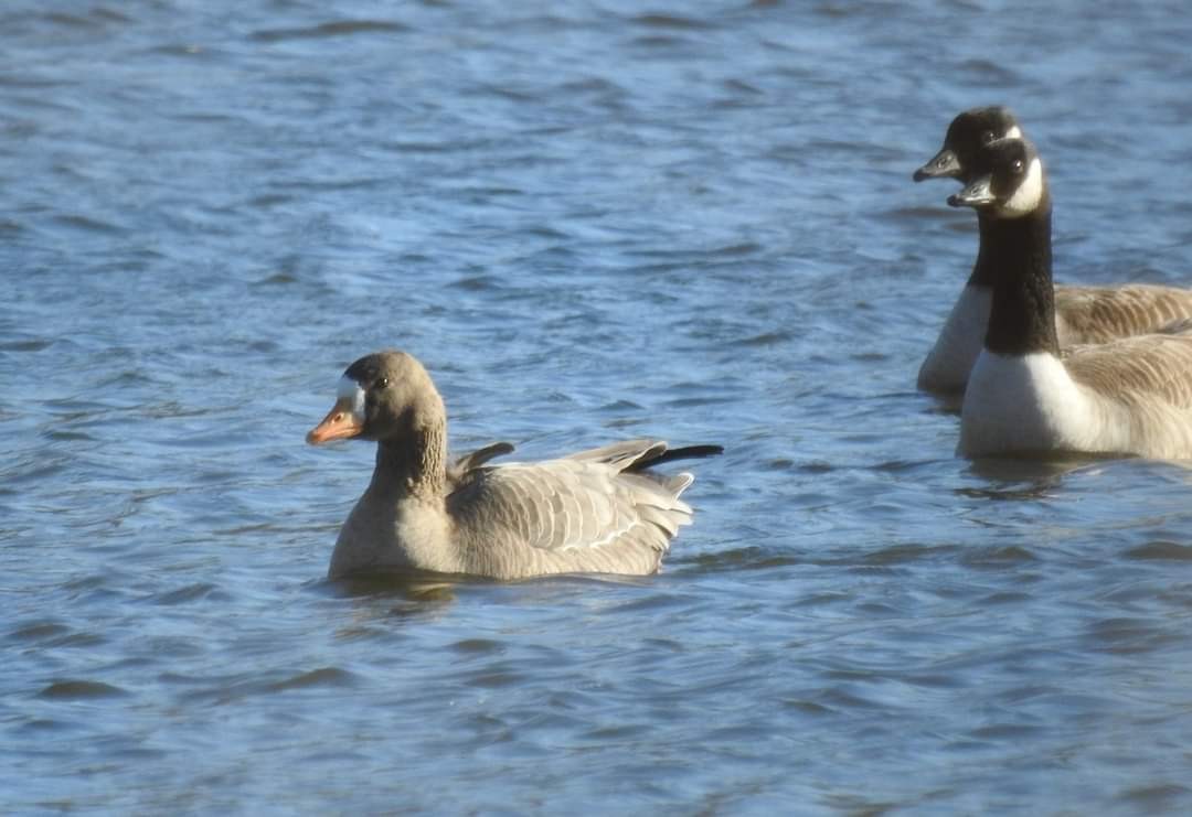 Greater White-fronted Goose - ML613643024