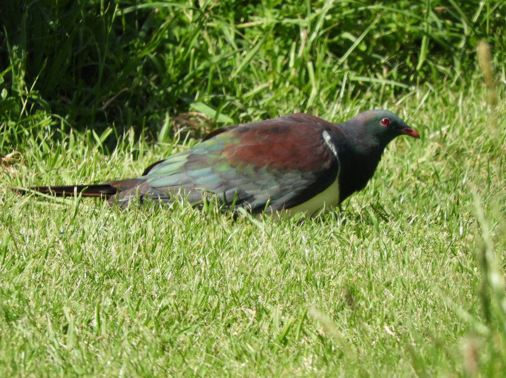 New Zealand Pigeon - ML613643113