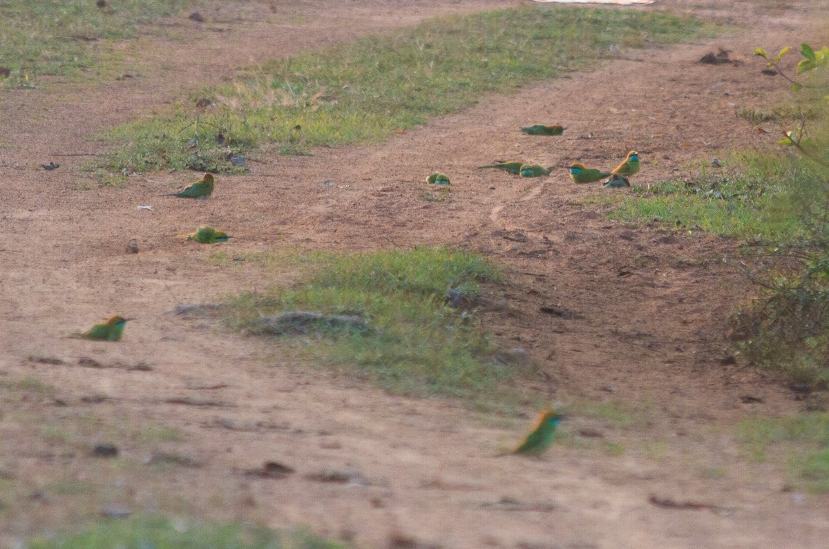 Asian Green Bee-eater - ML613643221