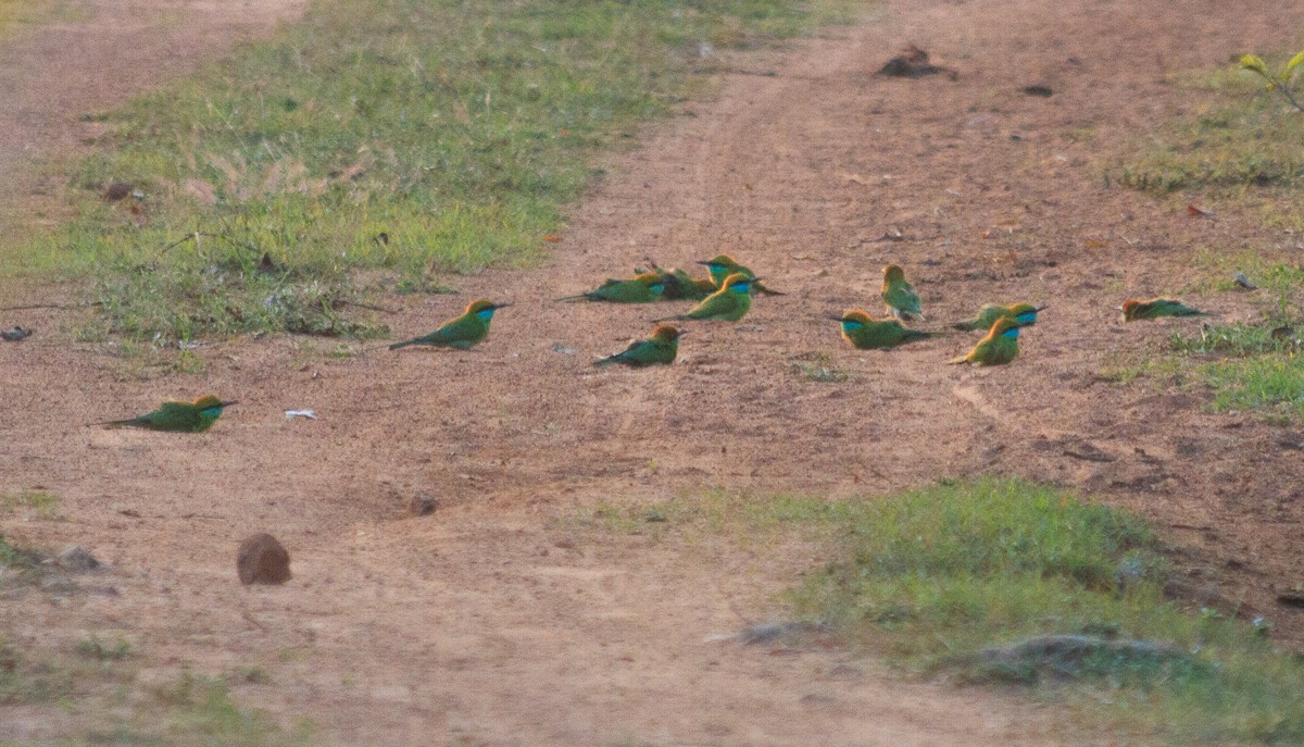 Asian Green Bee-eater - ML613643222