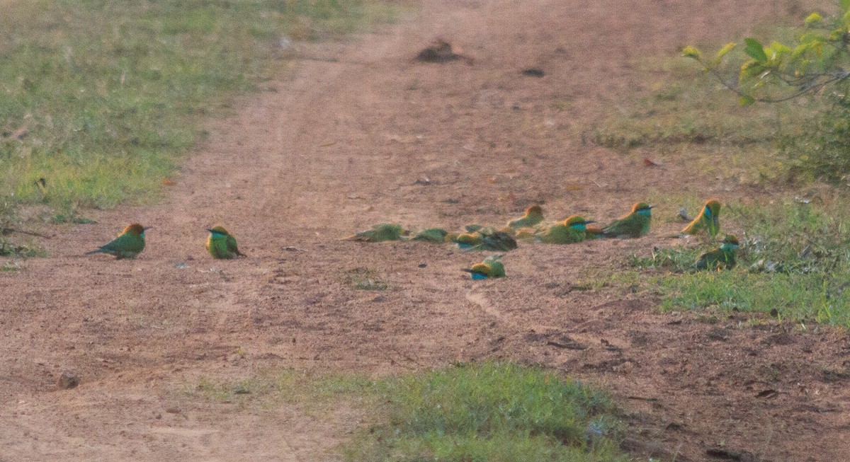 Asian Green Bee-eater - ML613643223