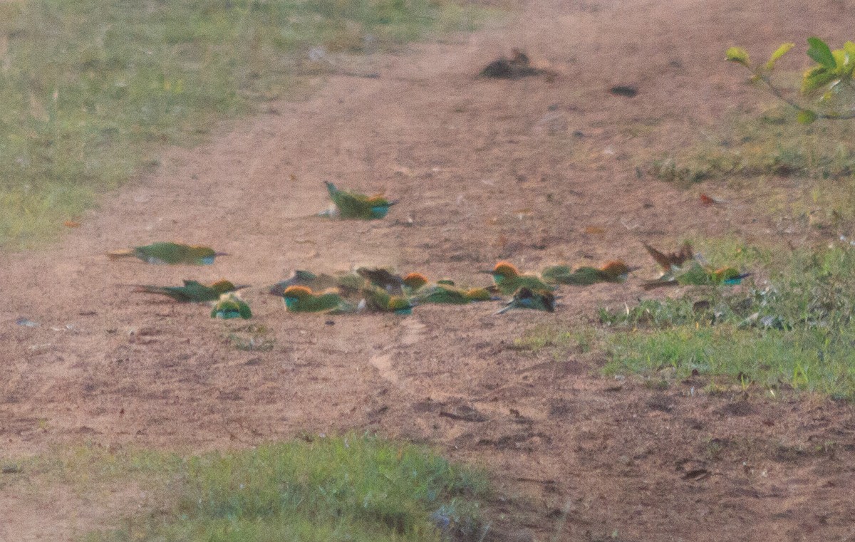 Asian Green Bee-eater - ML613643224
