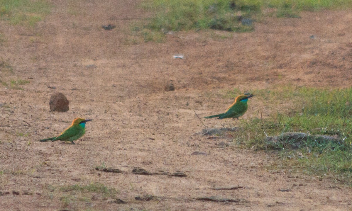 Asian Green Bee-eater - ML613643225