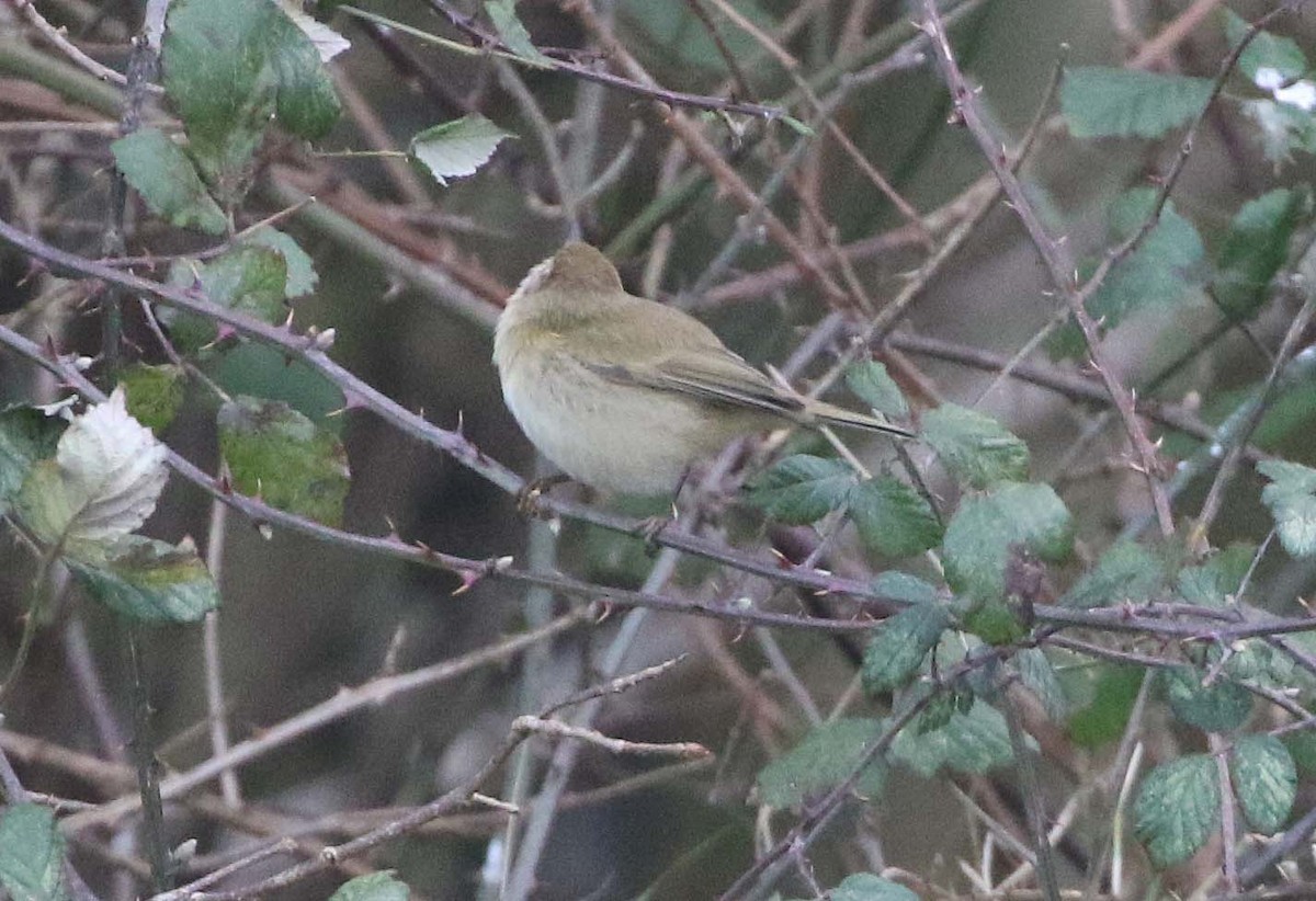 Common Chiffchaff - Ashley Banwell