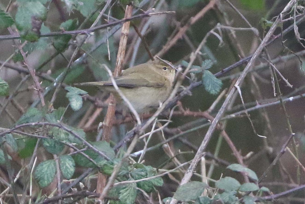 Common Chiffchaff - ML613643248