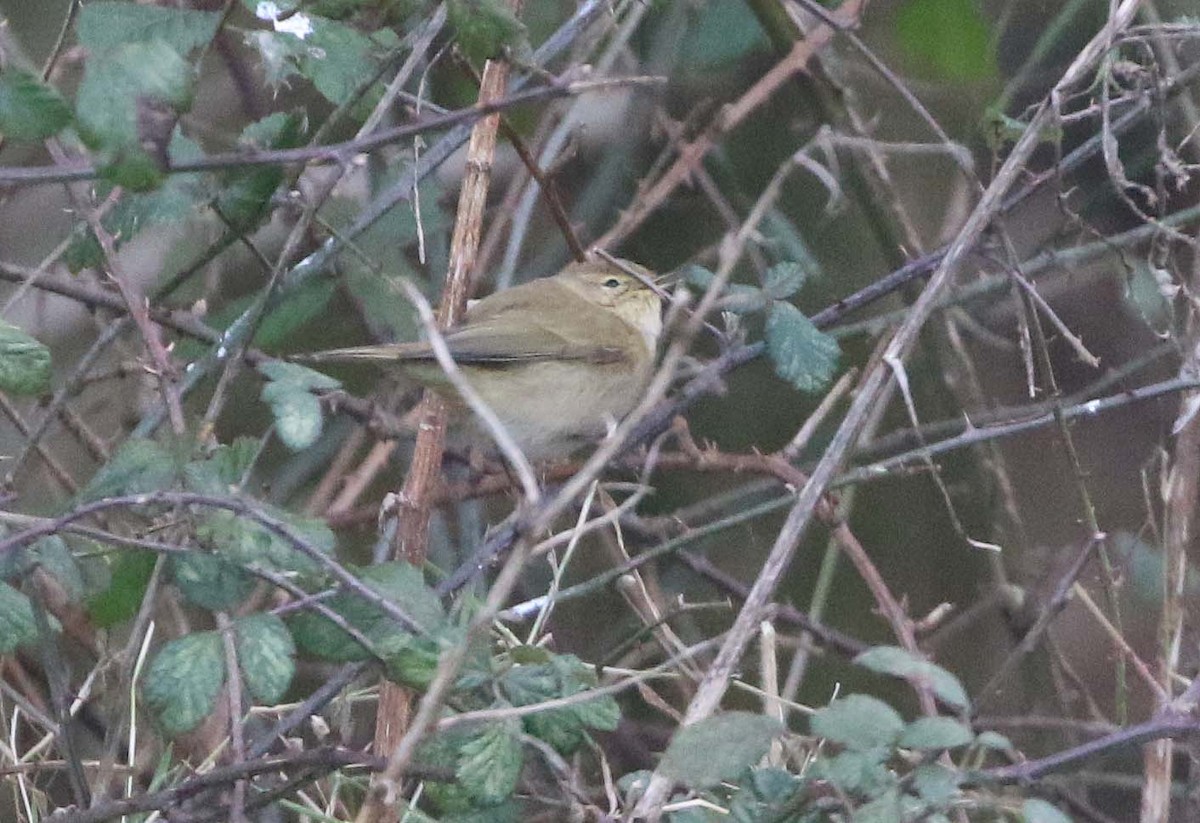 Common Chiffchaff - ML613643249