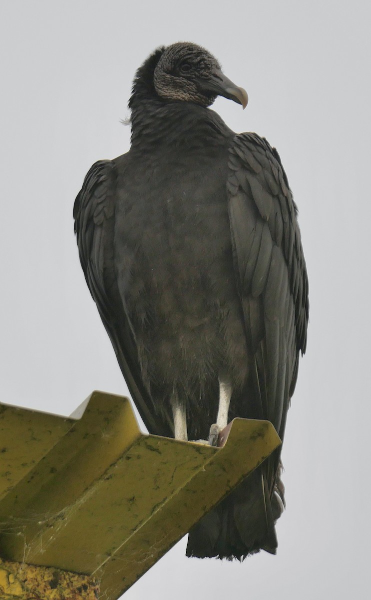 kondor havranovitý - ML613643259