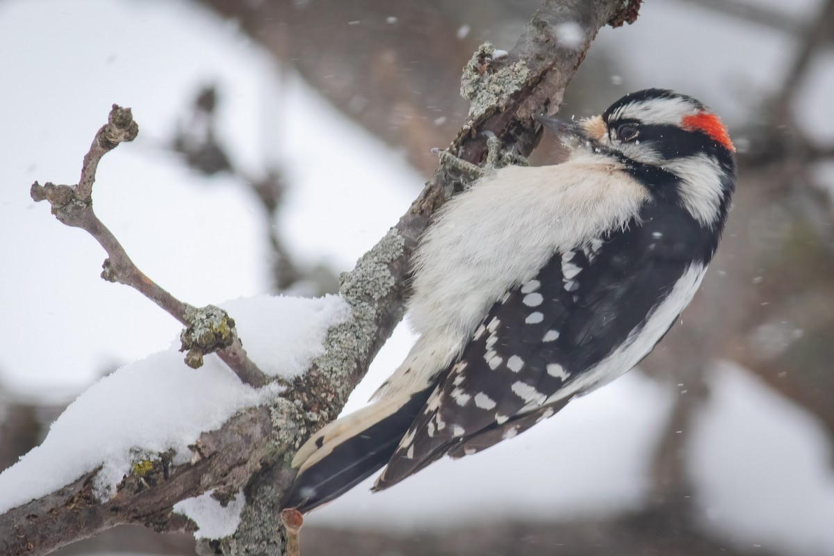 Downy Woodpecker - Craig Kingma