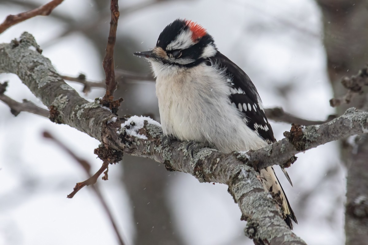 Downy Woodpecker - ML613643272