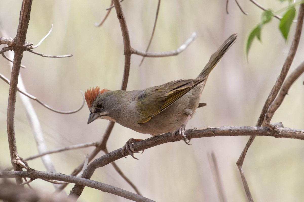 Green-tailed Towhee - Benjamin Griffith