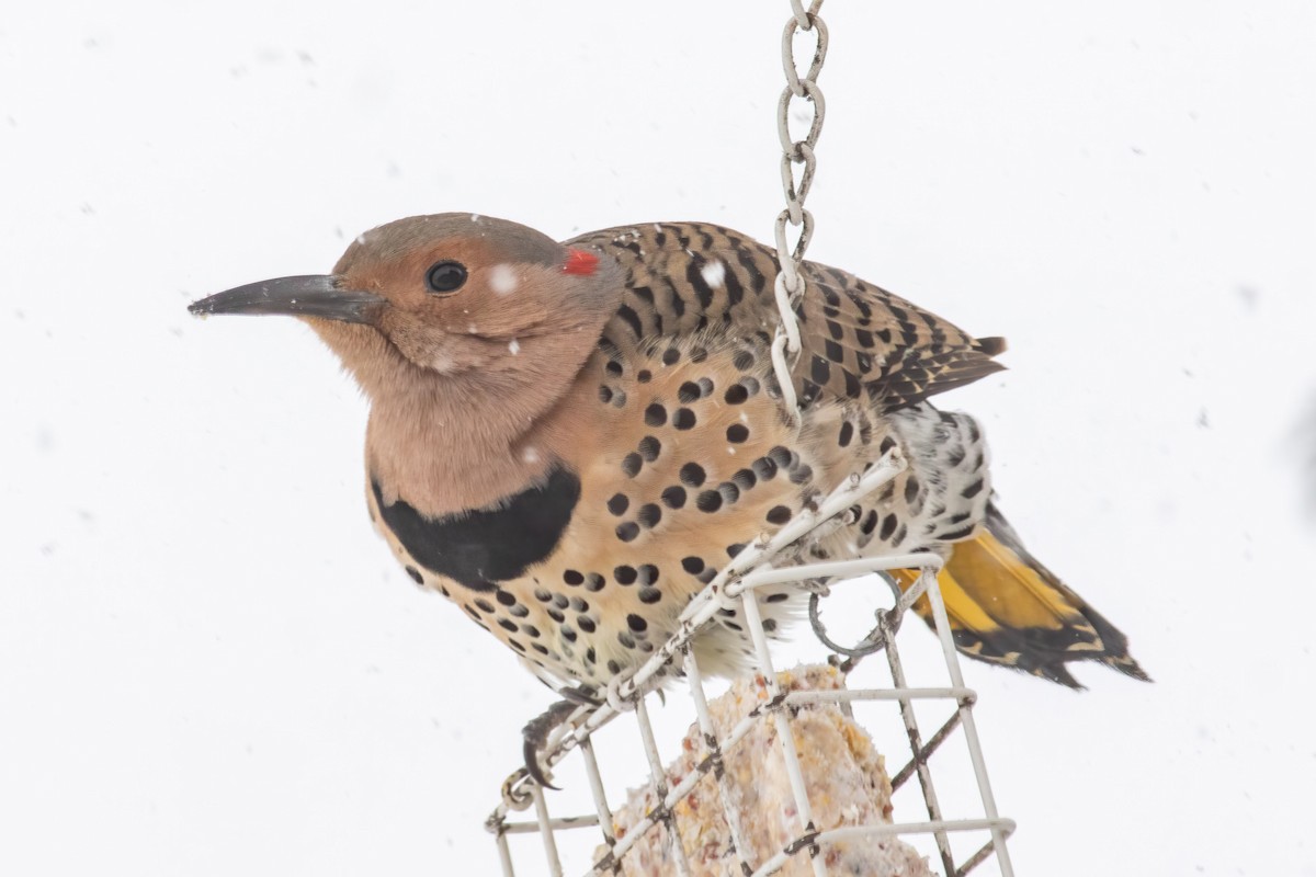 Northern Flicker - ML613643456