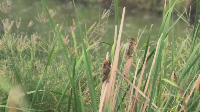 Asian Golden Weaver - ML613643643