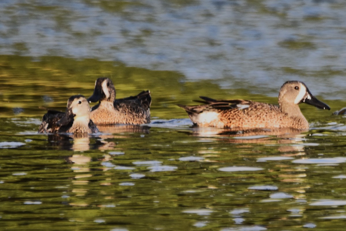 Blue-winged Teal - ML613643698
