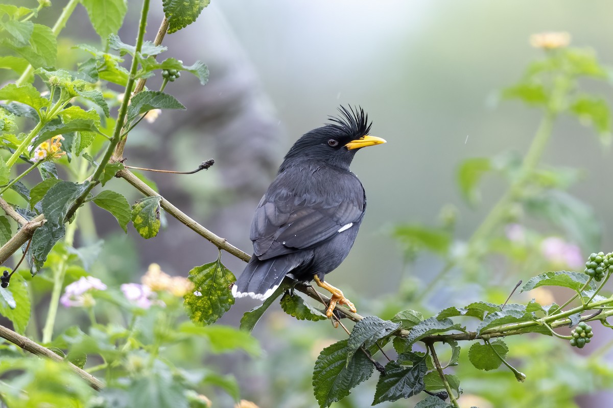 Great Myna - Debankur  Biswas