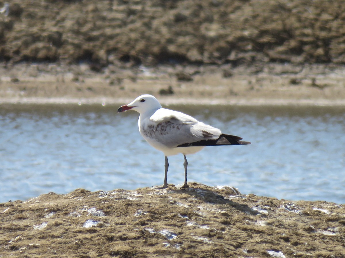 Audouin's Gull - ML613643816