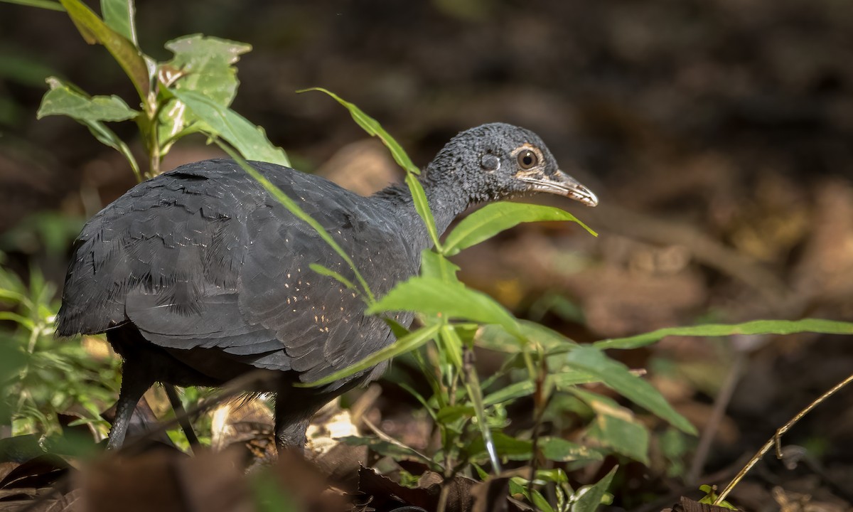 Black Tinamou - ML613643838