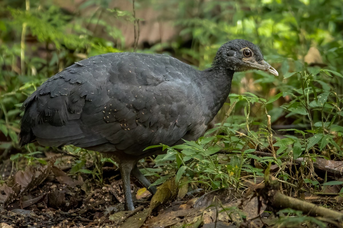 Black Tinamou - ML613643839