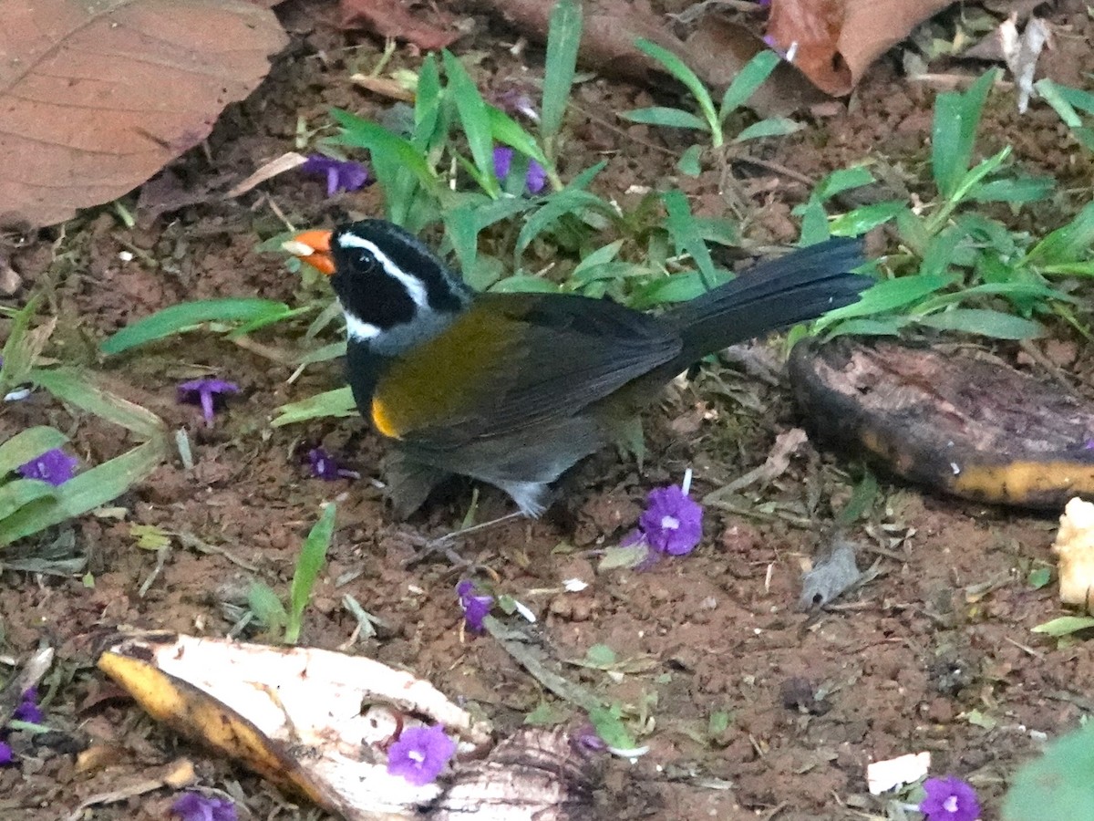 Orange-billed Sparrow - ML613643852