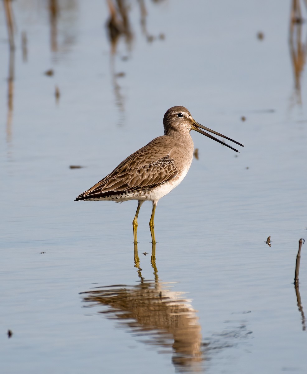 Long-billed Dowitcher - Michael Nelson