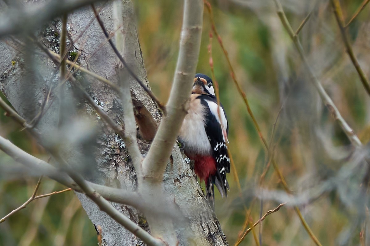 Great Spotted Woodpecker - ML613643888