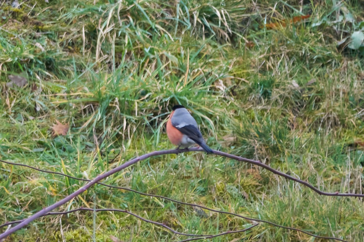 Eurasian Bullfinch - ML613643904