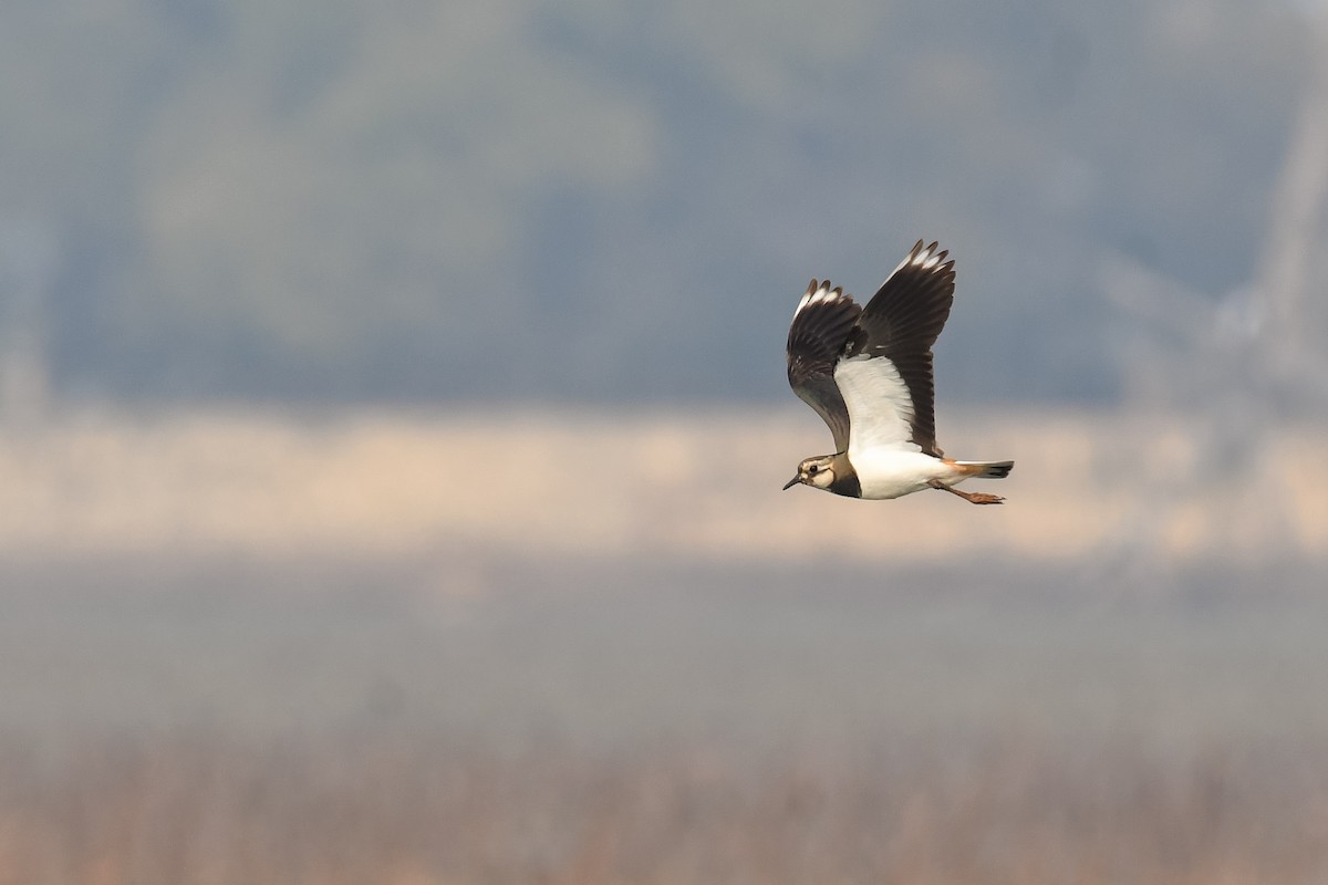 lapwing sp. - Harshit Sharma