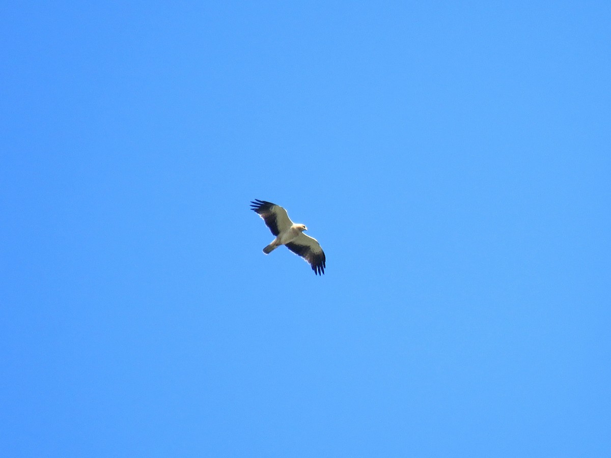 Booted Eagle - ML613644057