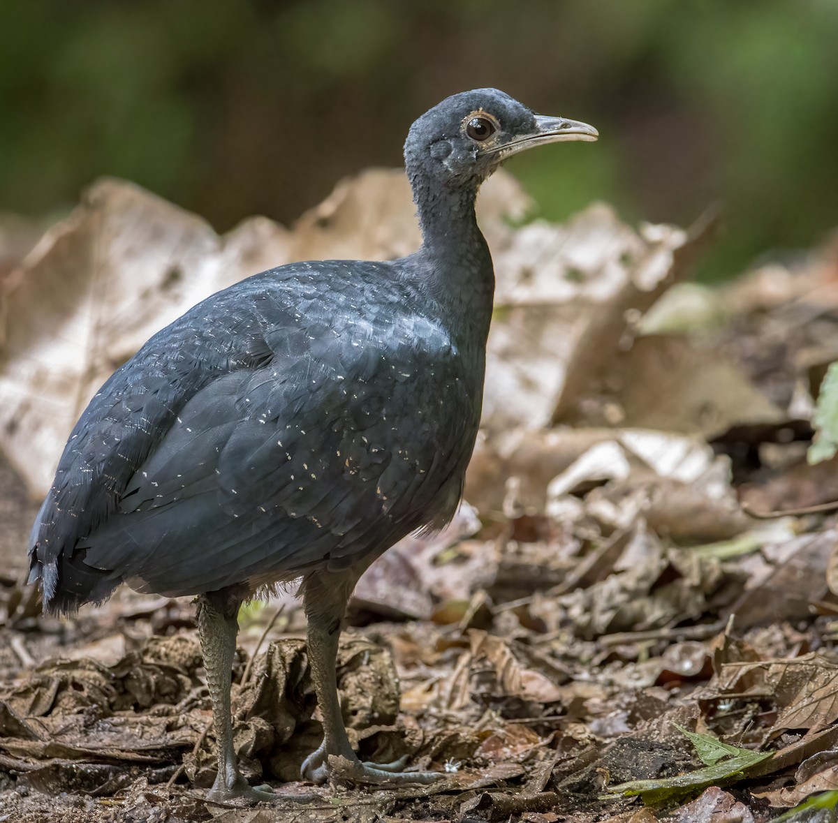 Black Tinamou - ML613644063