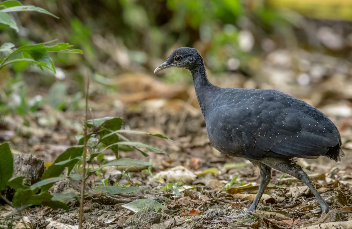 Tinamou noir - ML613644091