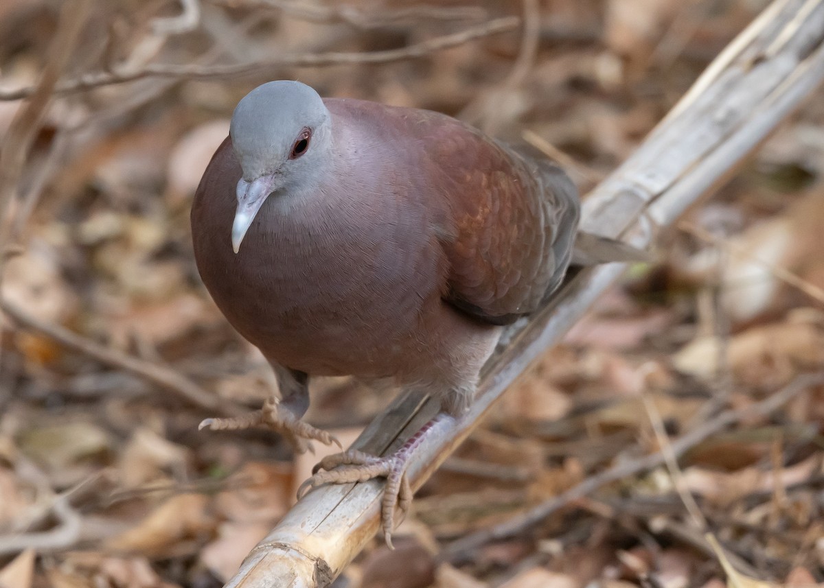 Malagasy Turtle-Dove - ML613644115