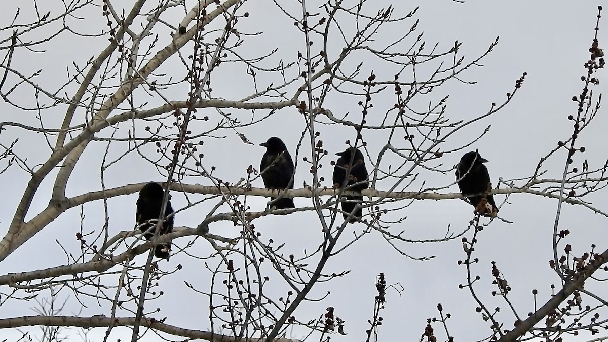 tanımsız karga (Corvus sp.) - ML613644137