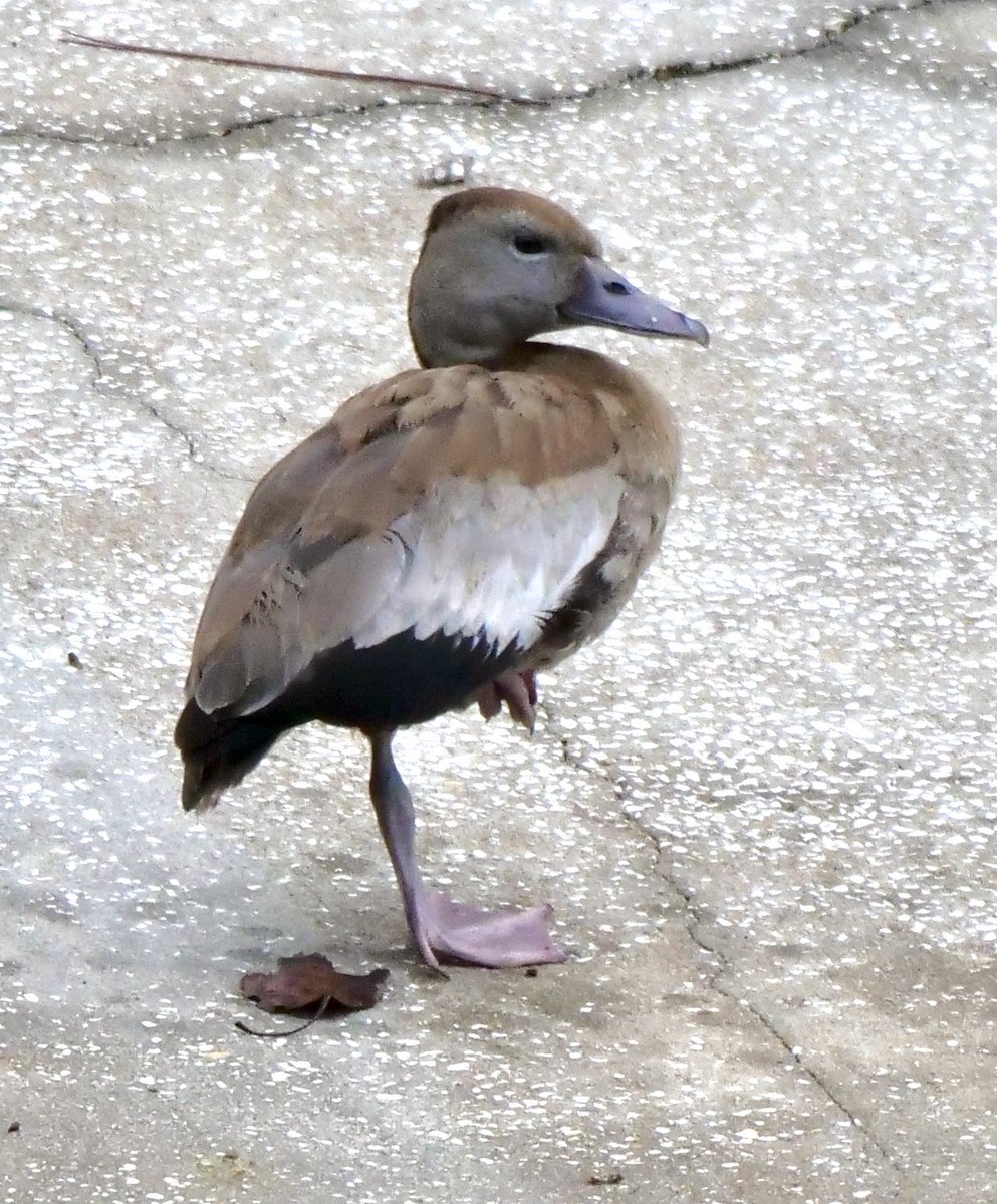 Black-bellied Whistling-Duck - ML613644138