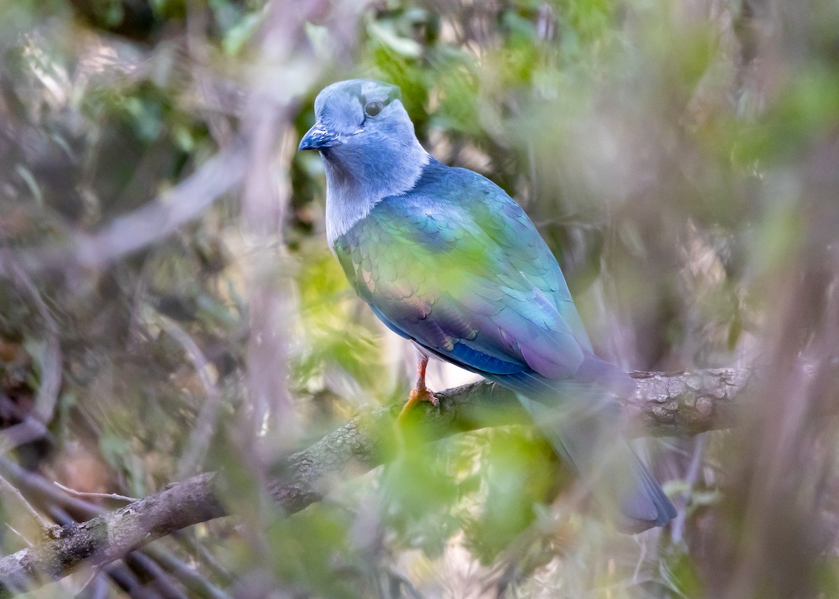 Cuckoo-roller - ML613644142