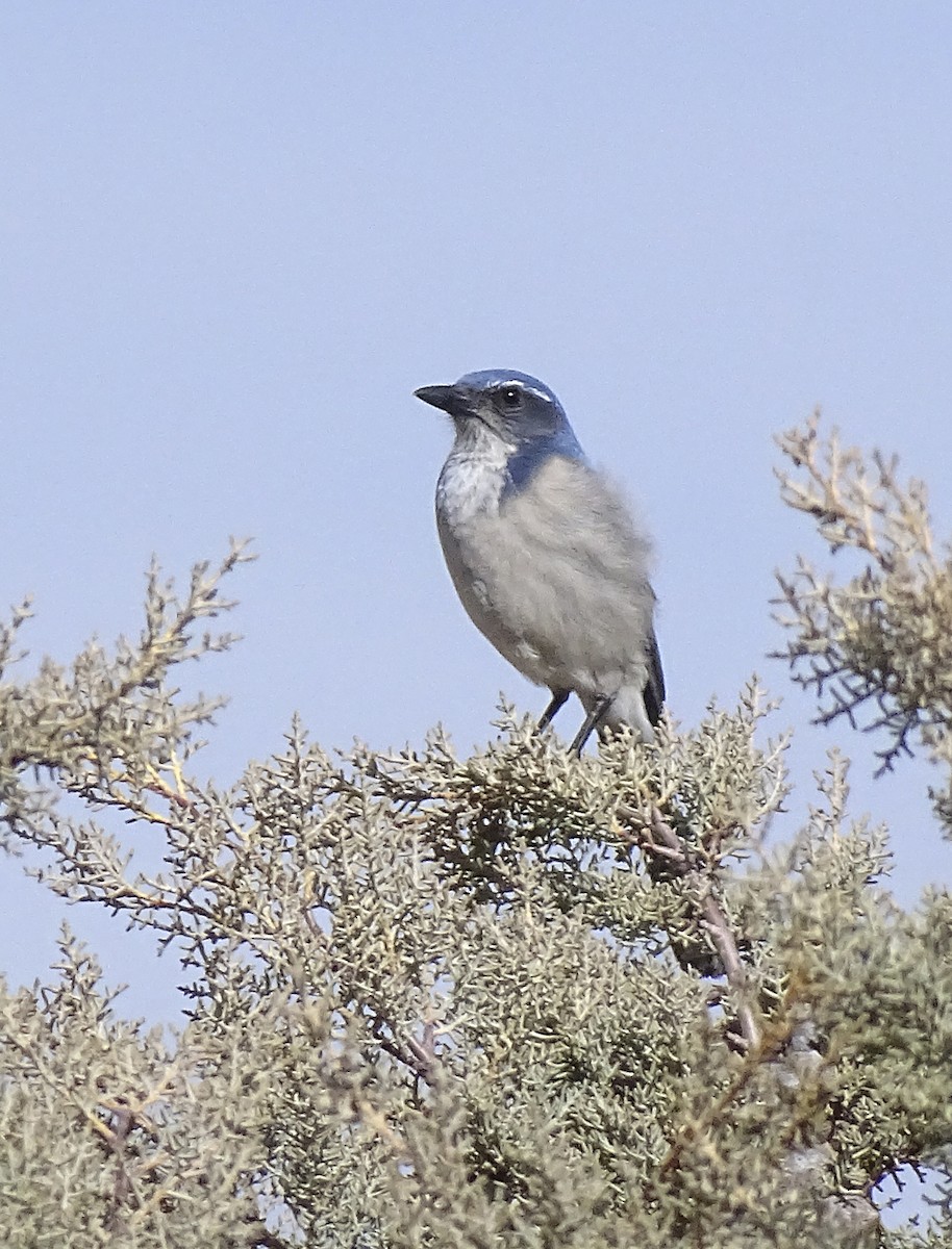 California/Woodhouse's Scrub-Jay - ML613644202