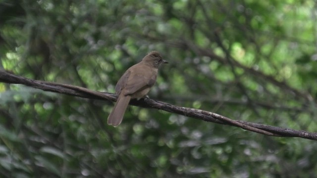 Бюльбюль таїландський - ML613644314