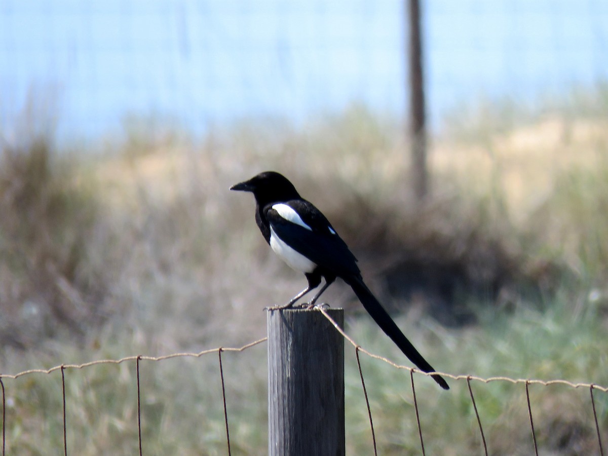 Eurasian Magpie - ML613644337