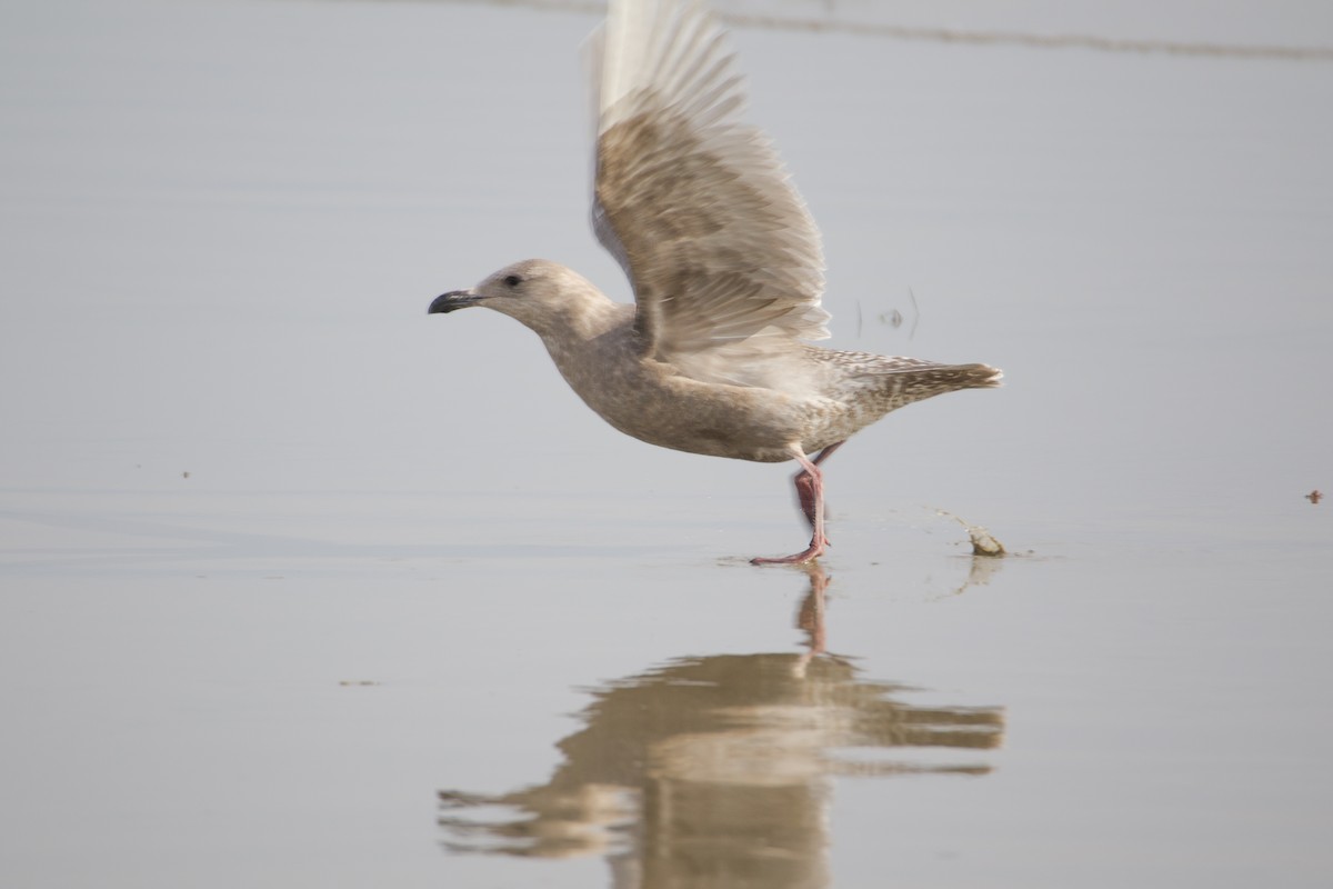 Glaucous-winged Gull - ML613644346