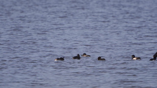 Tufted Duck - ML613644430