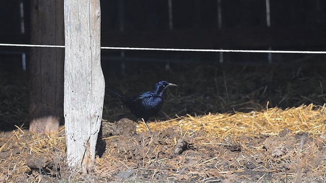 Great-tailed Grackle - ML613644452