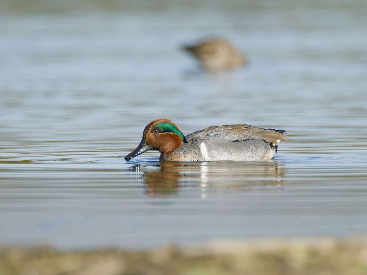 Green-winged Teal - ML613644483