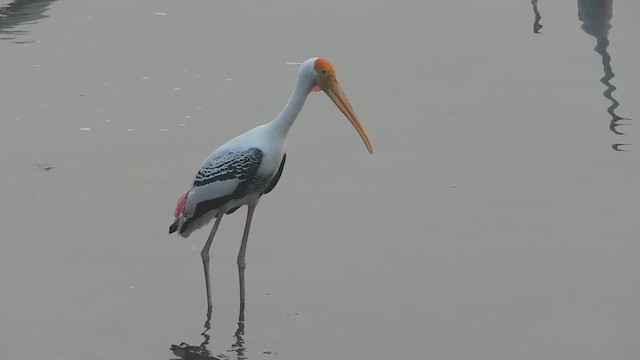 Painted Stork - ML613644491