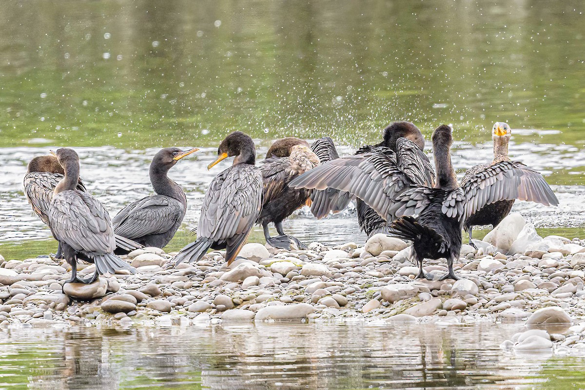 Neotropic Cormorant - ML613644532