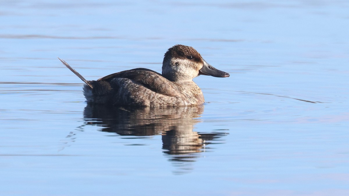 Ruddy Duck - ML613644594