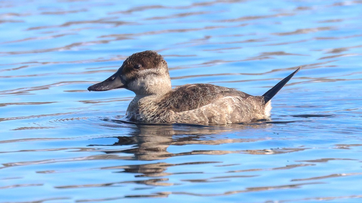 Ruddy Duck - ML613644596