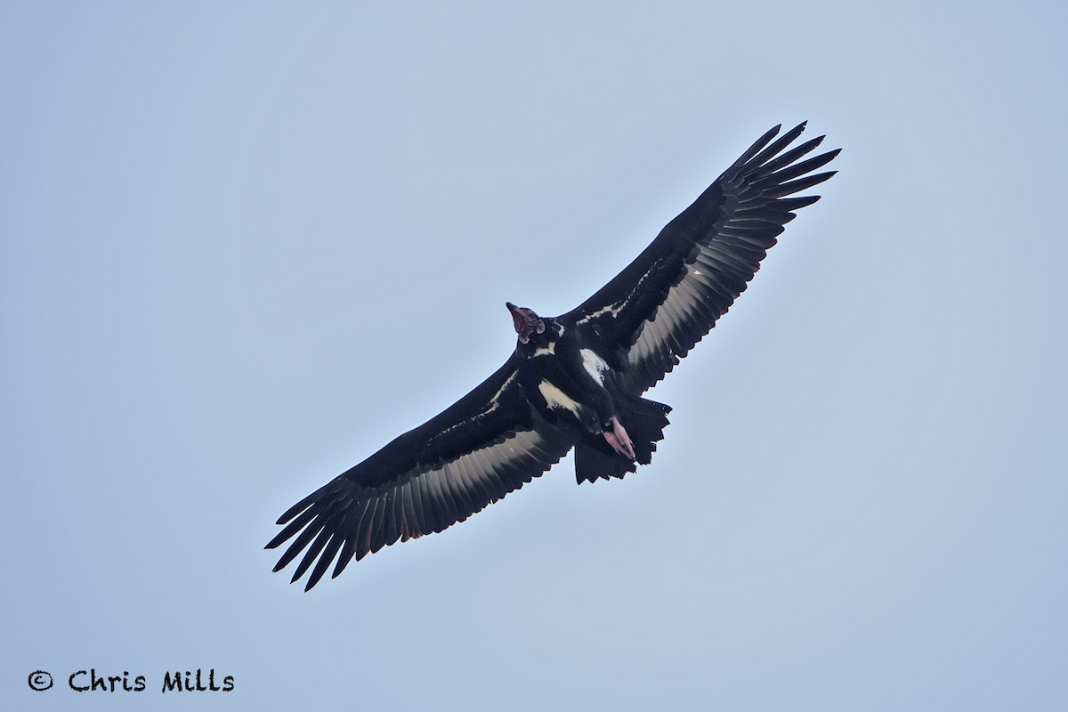 Red-headed Vulture - ML613644625